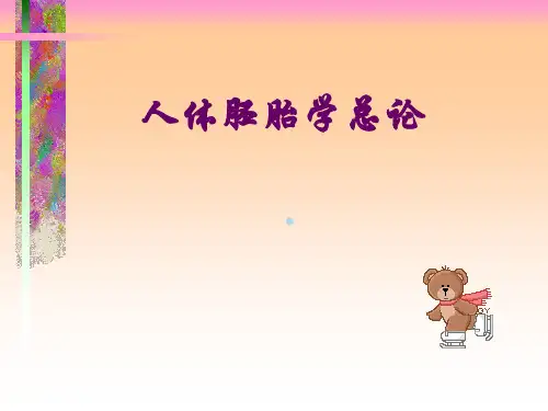 胚胎学2胎膜胎盘