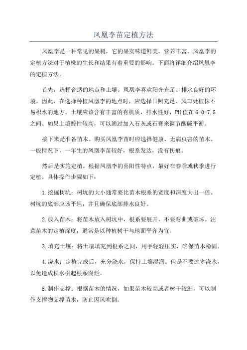 凤凰李苗定植方法