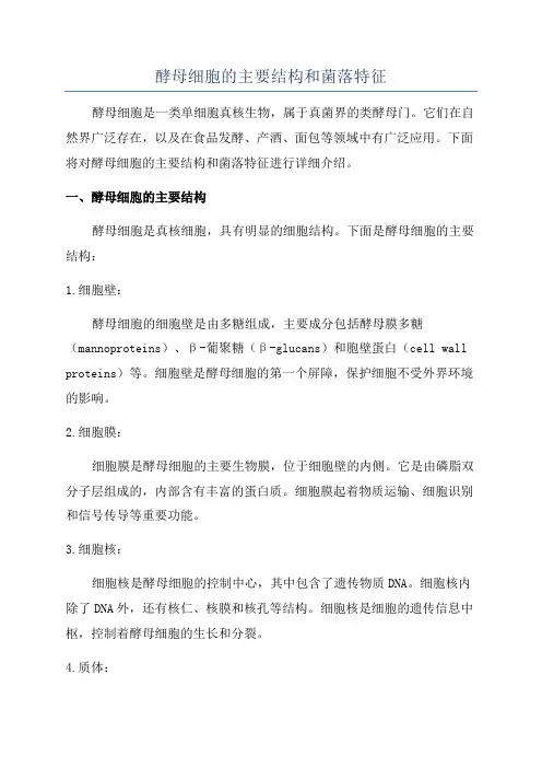 酵母细胞的主要结构和菌落特征
