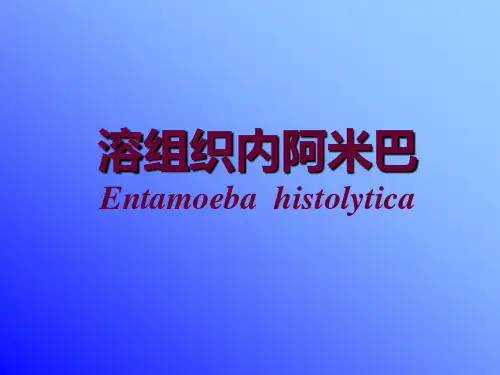 溶组织内阿米巴