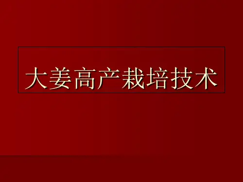 大姜高产栽培技术资料