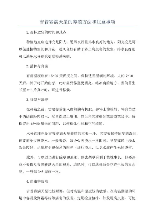 吉普赛满天星的养殖方法和注意事项