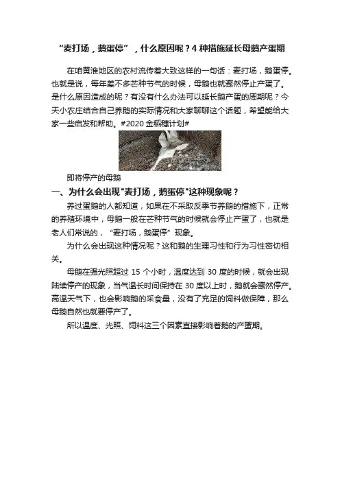 “麦打场，鹅蛋停”，什么原因呢？4种措施延长母鹅产蛋期