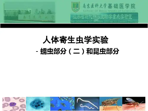 寄生虫实验4-线虫20031课件