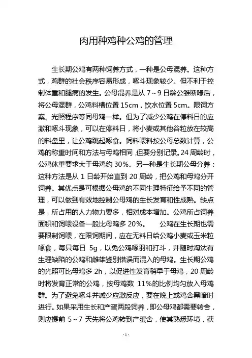 肉用种鸡种公鸡的管理