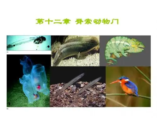 13 脊索动物 圆口纲