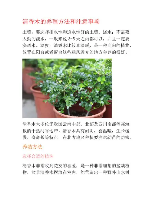 清香木的养殖方法和注意事项