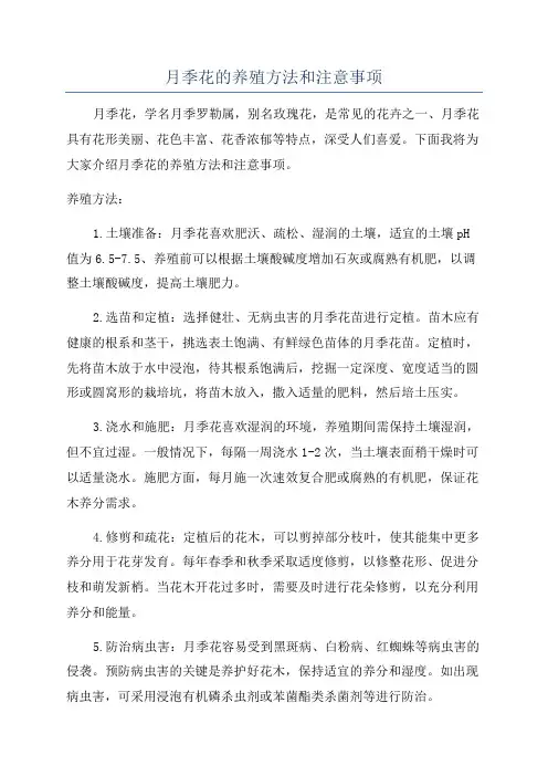 月季花的养殖方法和注意事项