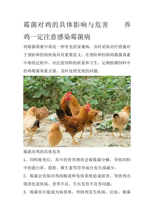 霉菌对鸡的具体影响与危害养鸡一定注意感染霉菌病