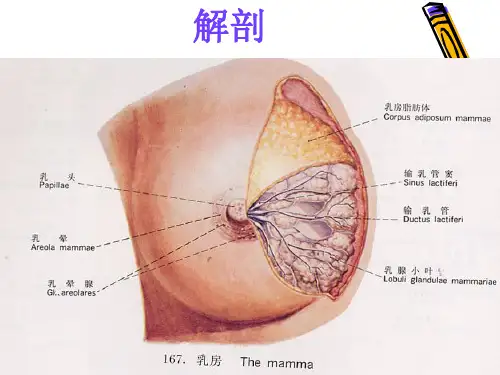 乳房解剖PPT课件