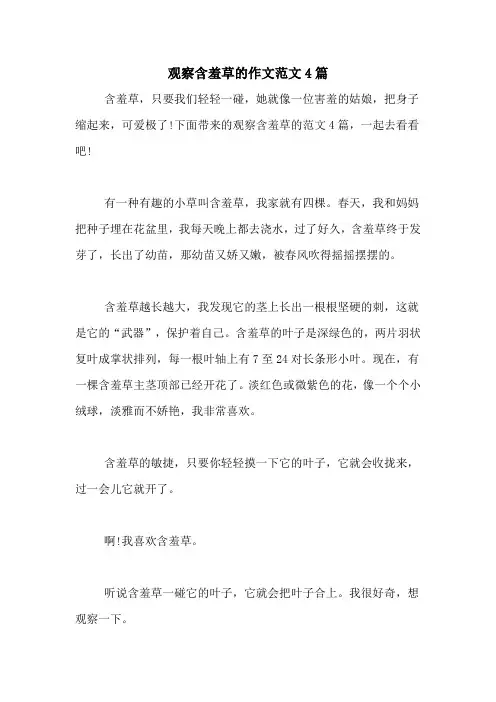 观察含羞草的作文范文4篇