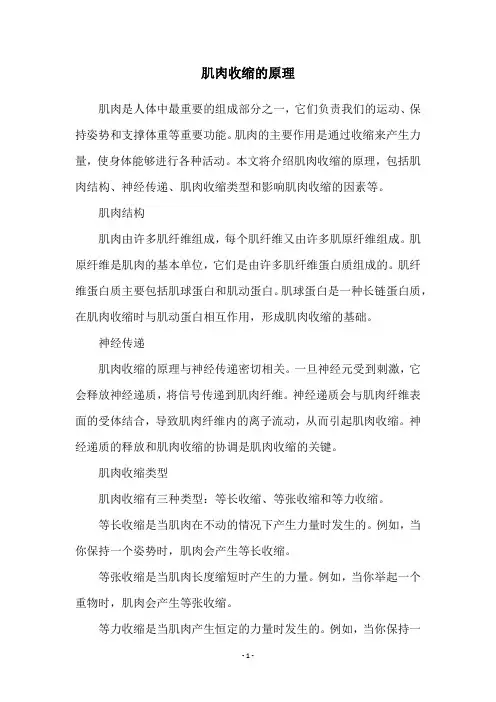 肌肉收缩的原理