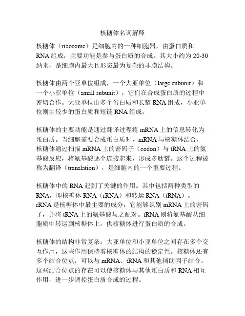 核糖体名词解释