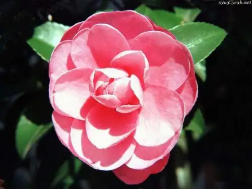 山茶花