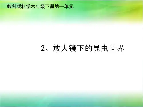 教科版小学科学六年级下册科学 2《放大镜下的昆虫世界》课件(23张ppt)