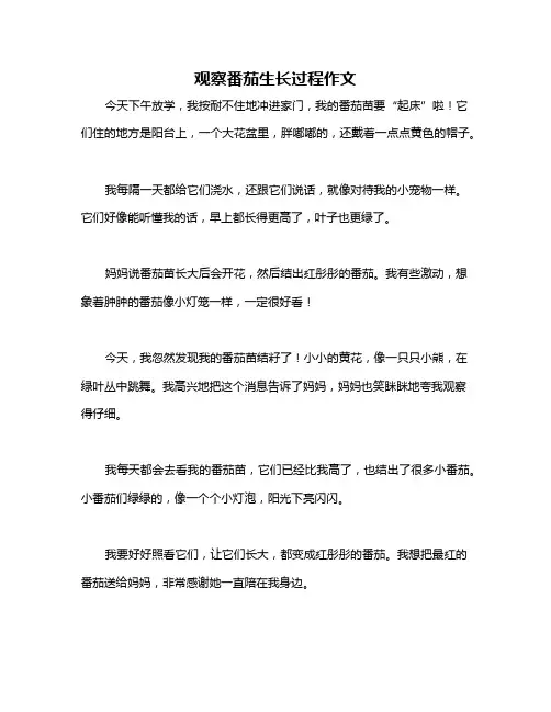 观察番茄生长过程作文