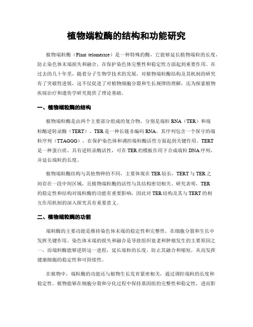 植物端粒酶的结构和功能研究