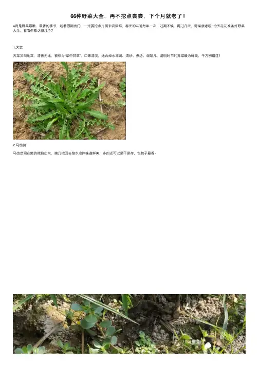 66种野菜大全，再不挖点尝尝，下个月就老了！