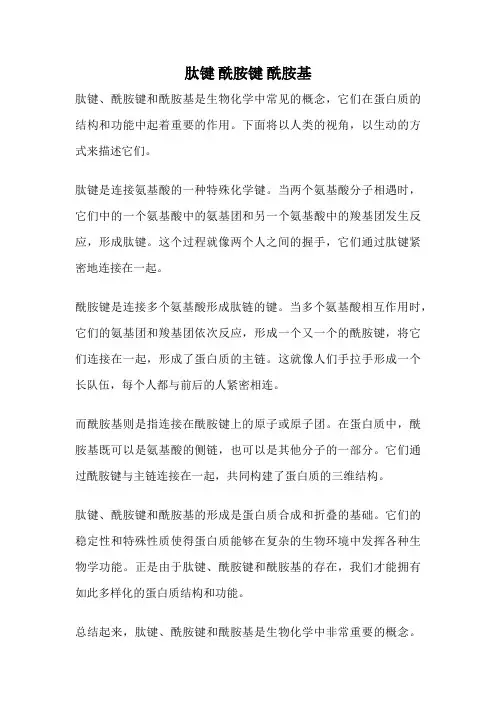 肽键 酰胺键 酰胺基