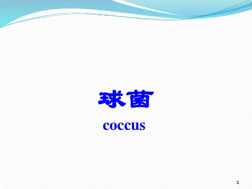 医学微生物学球菌ppt课件