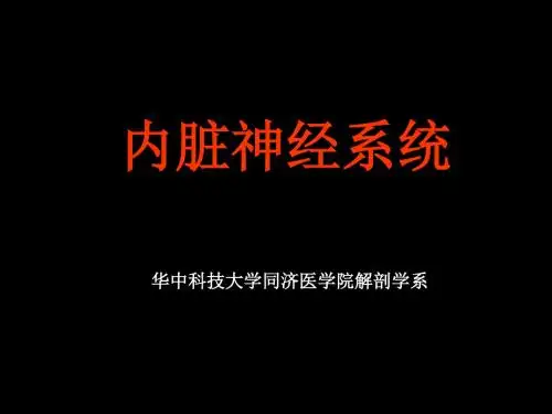 内脏神经