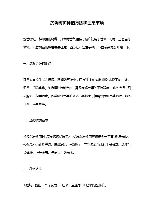 沉香树苗种植方法和注意事项
