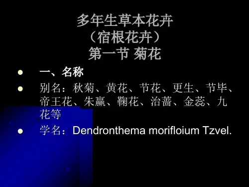 宿根花卉菊花课件