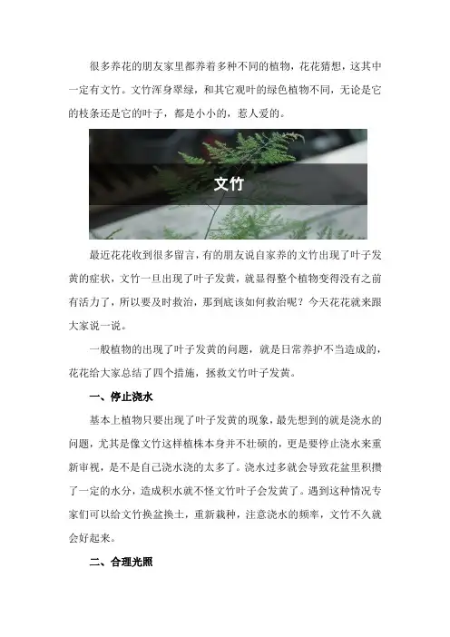 “文竹”发黄怎么办？教你“4招”,还文竹一个翠绿样貌