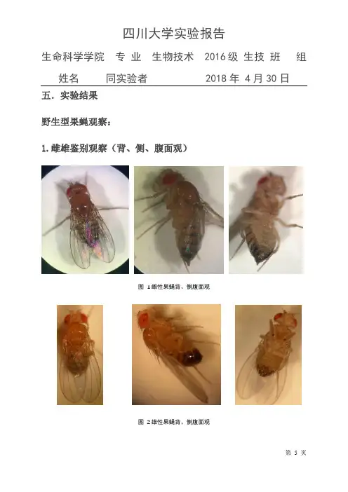 果蝇的培养和性状观察 四川大学遗传学实验报告