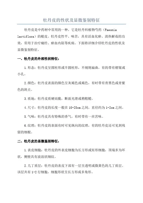 牡丹皮的性状及显微鉴别特征
