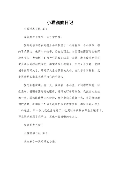 小猫观察日记