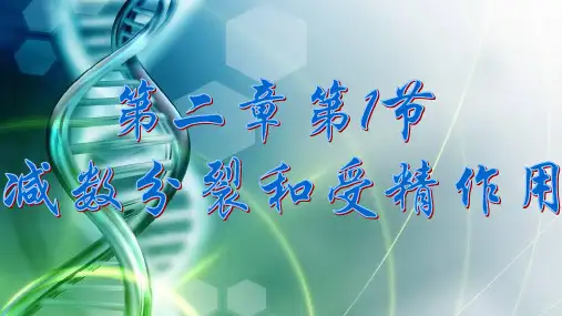 高中生物减数分裂