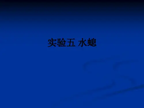 实验五 水螅ppt课件