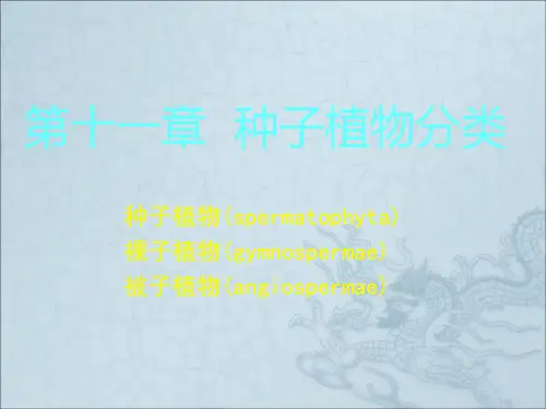《种子植物分类》PPT课件