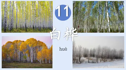 11 白桦 课件 (共25张PPT)