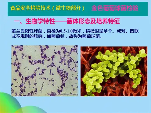 微生物金黄色葡萄球菌(共28张PPT)