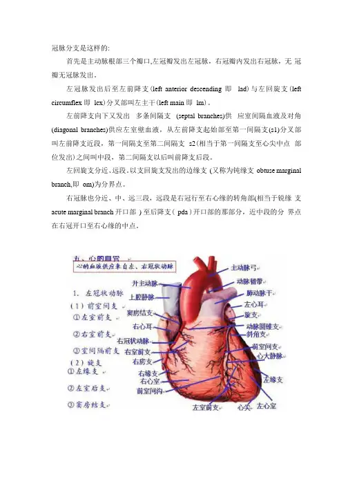 冠状动脉分支介绍