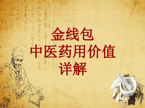 中药学_金线包_药材详解课件模板