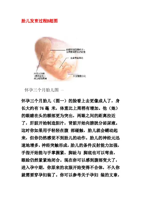 胎儿发育全过程分B超图和彩超图