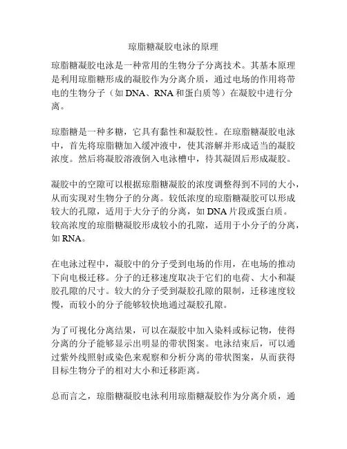 琼脂糖凝胶电泳的原理
