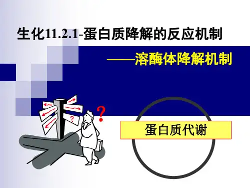 生化11.2.1-蛋白质降解的反应机制——溶酶体降解机制