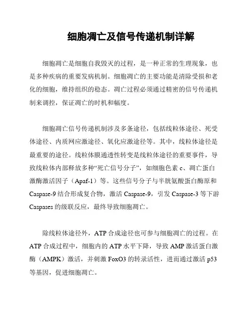 细胞凋亡及信号传递机制详解