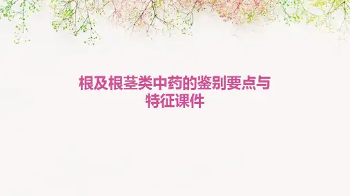 根及根茎类中药的鉴别要点与特征课件