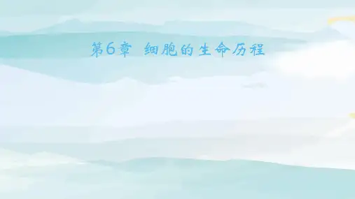 02-专项拓展训练 有丝分裂有关图像、曲线分析高中生物必修第一册人教版