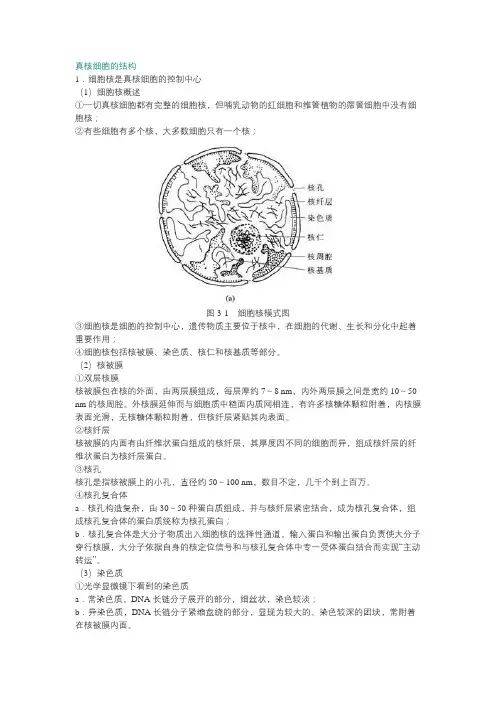 真核细胞的结构