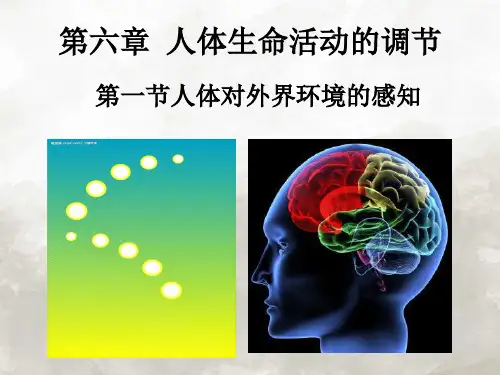 人教版初中生物七年级下册第四单元第六章第1节人体对外界环境的感知课件(1)
