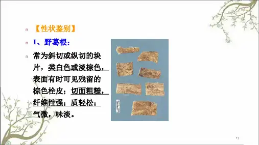 根及根茎类中药课件