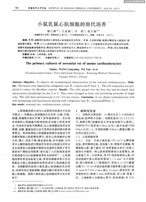 小鼠乳鼠心肌细胞的原代培养