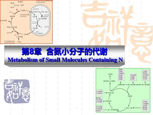 第章含氮小分子的代谢PPT课件