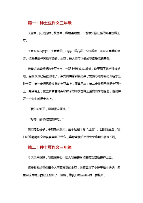 三年级作文种土豆300字研学